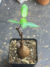 Load image into Gallery viewer, Petopentia natalensis
