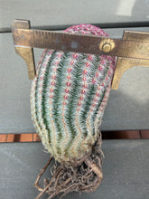 Load image into Gallery viewer, Echinocereus rigidissimus var.
