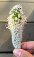 Load image into Gallery viewer, Echinocereus viridiflorus subsp. davisii）
