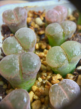 Load image into Gallery viewer, Conophytum khamiesbergense
