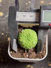 Load image into Gallery viewer, Pseudolithos migiurtinus
