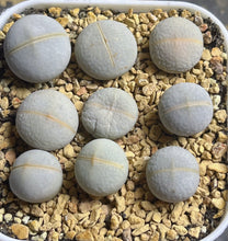 Load image into Gallery viewer, Lithops Dintheranthus pole-evansii (each)
