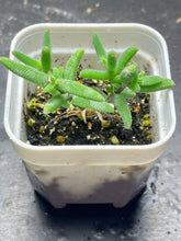 Load image into Gallery viewer, Drosanthemum intonsum
