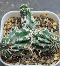 Load image into Gallery viewer, Euphorbia columnaris
