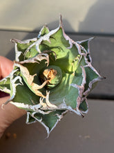 Load image into Gallery viewer, Agave titanota 'Caesar'
