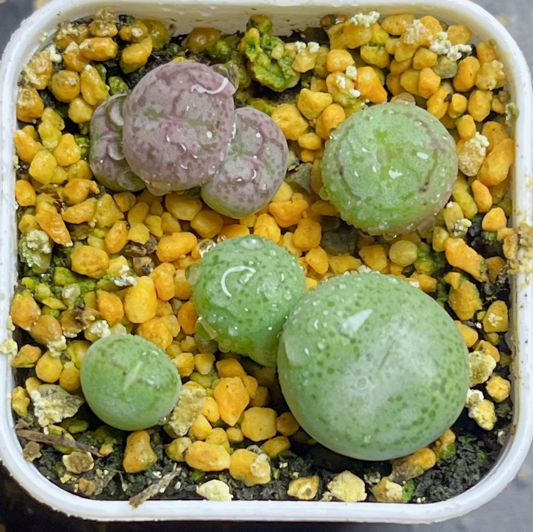 Conophytum ficiforme（whole pots)