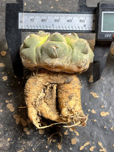 Load image into Gallery viewer, Gymnocalycium prochazkianum
