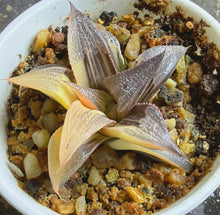 Load image into Gallery viewer, Haworthia variegated
