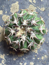 Load image into Gallery viewer, Cat Claw Discocactus
