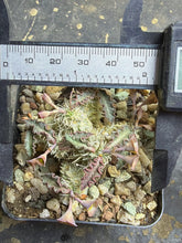 Load image into Gallery viewer, Euphorbia tulearensis
