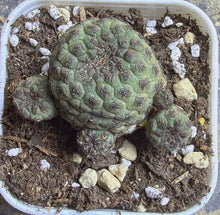 Load image into Gallery viewer, Rebutia rauschii
