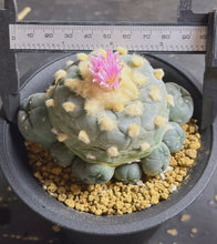 Load image into Gallery viewer, Lophophora peyote
