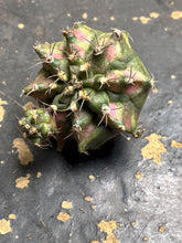 Load image into Gallery viewer, Gymnocalycium Mihanovichii Variegata
