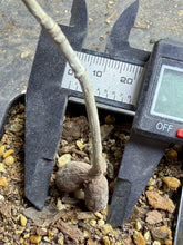 Load image into Gallery viewer, Operculicarya pachypus
