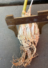 Load image into Gallery viewer, Matelea cyclophylla
