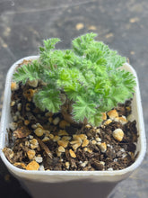 Load image into Gallery viewer, Pelargonium Triste
