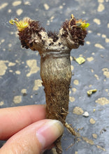 Load image into Gallery viewer, Euphorbia ramena
