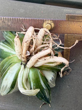Load image into Gallery viewer, Haworthia magnifica v.atrofusca Variegated
