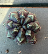 Load image into Gallery viewer, Cactus Gymnocalycium mihanovichii 'Daydream'
