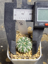 Load image into Gallery viewer, Astrophytum asterias
