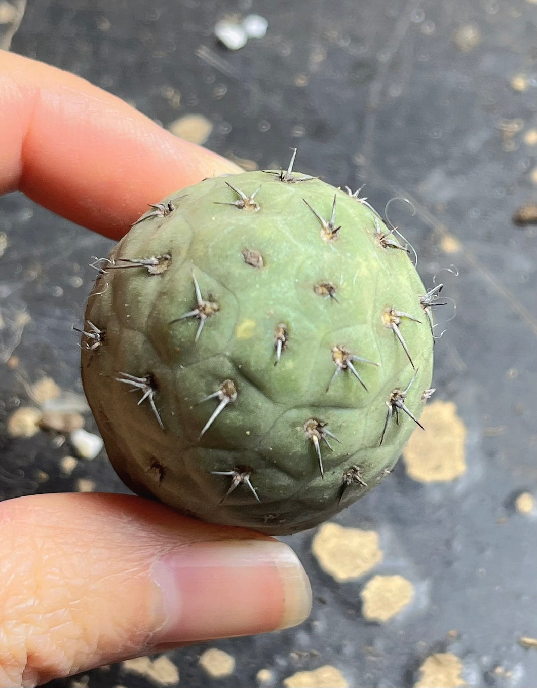 Tephrocactus geometricus