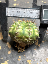 Load image into Gallery viewer, Gymnocalycium Mihanovichii Variegata

