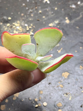 Load image into Gallery viewer, Cotyledon orbiculata &#39;Hakubi

