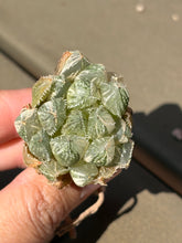 Load image into Gallery viewer, Haworthia cv. 'Mirror Ball' variegated
