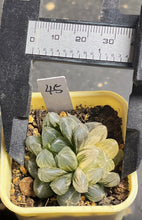 Load image into Gallery viewer, Haworthia variegated
