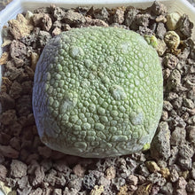 Load image into Gallery viewer, Pseudolithos cubiformis
