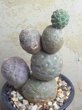 Load image into Gallery viewer, Tephrocactus geometricus
