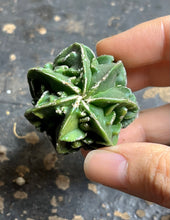 Load image into Gallery viewer, Astrophytum myriostigma cv. Onzuka f. tricostatum Fukuryiu
