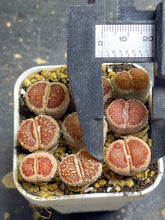Load image into Gallery viewer, Lithops julii &#39;Kikusiyo Giyoku&#39;
