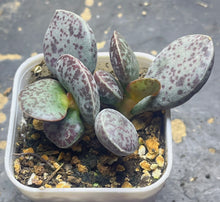 Load image into Gallery viewer, Adromischus
