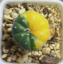 Load image into Gallery viewer, Astrophytum asterias Variegated
