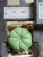 Load image into Gallery viewer, Astrophytum asterias
