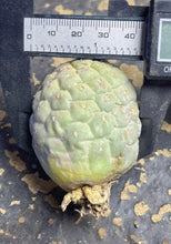 Load image into Gallery viewer, Tephrocactus geometricus

