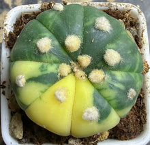 Load image into Gallery viewer, Astrophytum asterias Variegated
