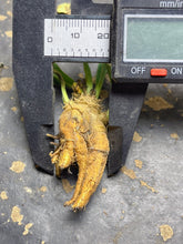 Load image into Gallery viewer, Euphorbia itremensis
