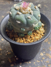 Load image into Gallery viewer, Lophophora peyote
