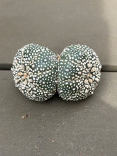 Load image into Gallery viewer, Astrophytum asterias
