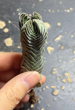 Load image into Gallery viewer, Crassula cv. Buddha&#39;S Temple
