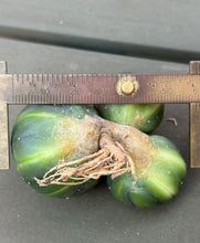 Load image into Gallery viewer, Astrophytum asterias
