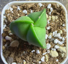 Load image into Gallery viewer, Astrophytum myriostigma
