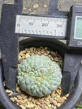 Load image into Gallery viewer, Lophophora peyote crested
