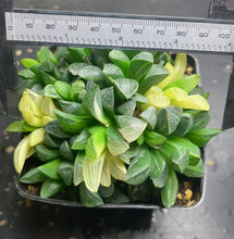 Load image into Gallery viewer, Haworthia heidelbergensis variegated
