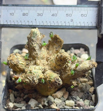Load image into Gallery viewer, Phyllobolus resurgens
