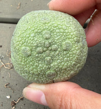 Load image into Gallery viewer, Pseudolithos cubiformis

