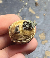 Load image into Gallery viewer, Othonna cacalioides
