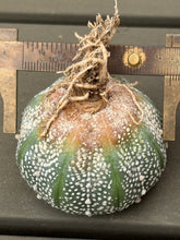 Load image into Gallery viewer, Astrophytum asterias 'Super Kabuyo
